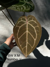 Load image into Gallery viewer, Anthurium Black Widow x Michelle division (2 available)
