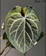 Load image into Gallery viewer, Anthurium Black Widow x Michelle division
