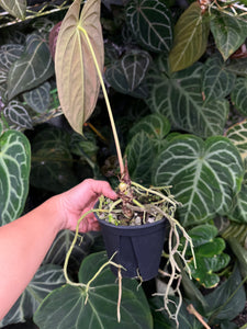 Anthurium Papillilaminum