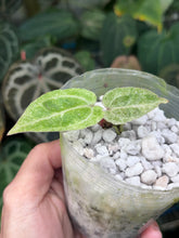 Load image into Gallery viewer, Variegated Anthurium Zara x Michelle x Red Crystallinum seedling
