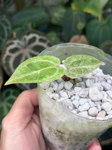 Variegated Anthurium Zara x Michelle x Red Crystallinum seedling