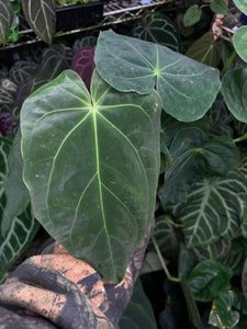 Anthurium Magnificum x Antolakii division