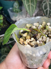 Load image into Gallery viewer, Anthurium Black Widow x Michelle division
