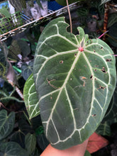 Load image into Gallery viewer, Anthurium Red Crystallinum Tezula large
