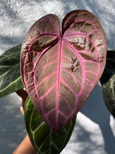 Load image into Gallery viewer, Anthurium Tim Anderson Memoriam (Zara x Michelle x Red Crystallinum) Purple emergent
