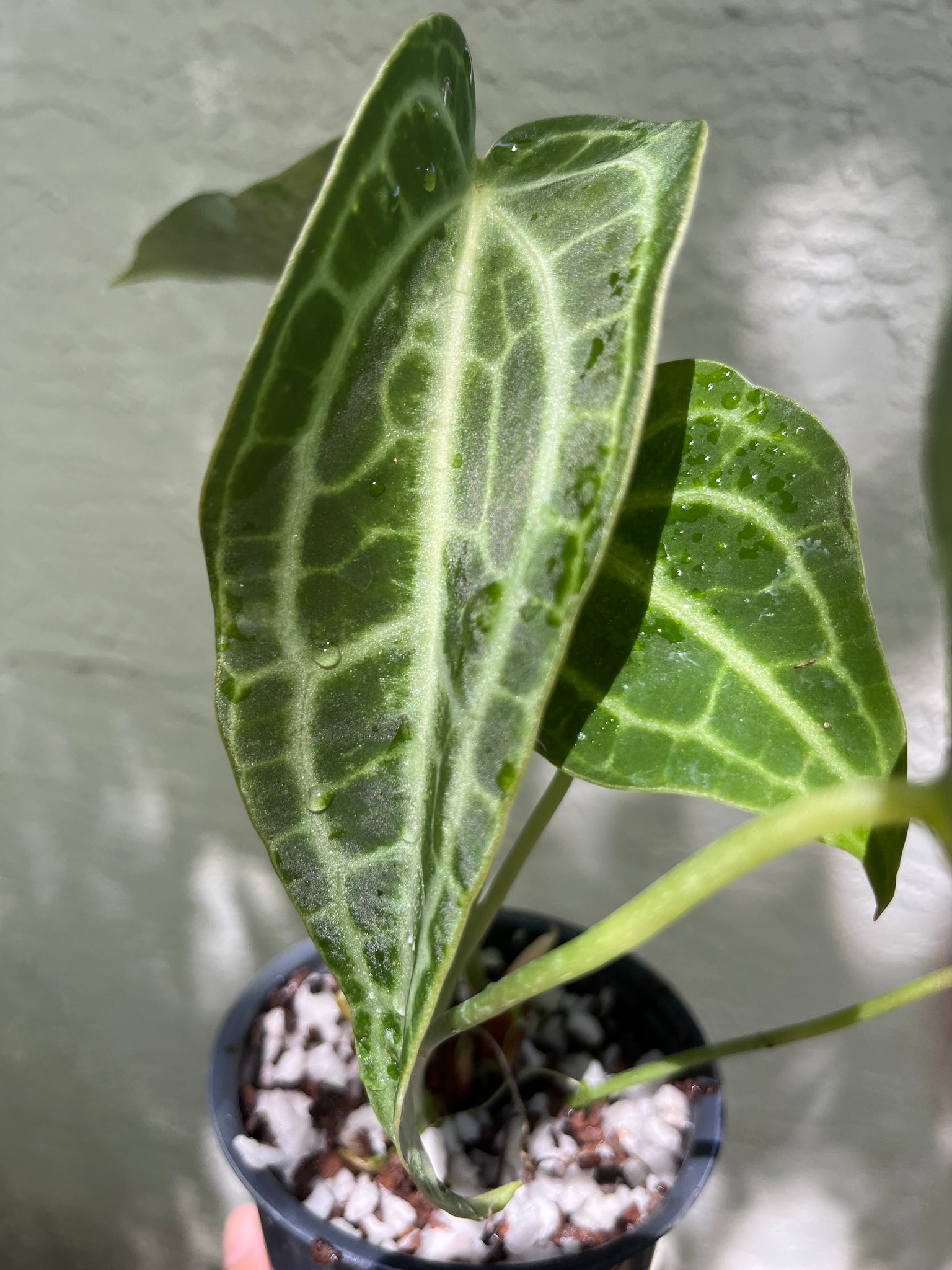 Anthurium King of Clarinervium – TanAsianWithPlants