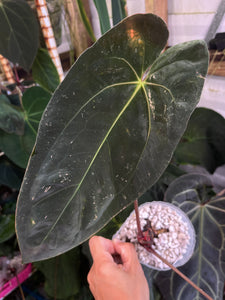 Anthurium Papillilaminum #5 x Hot Chocolate division