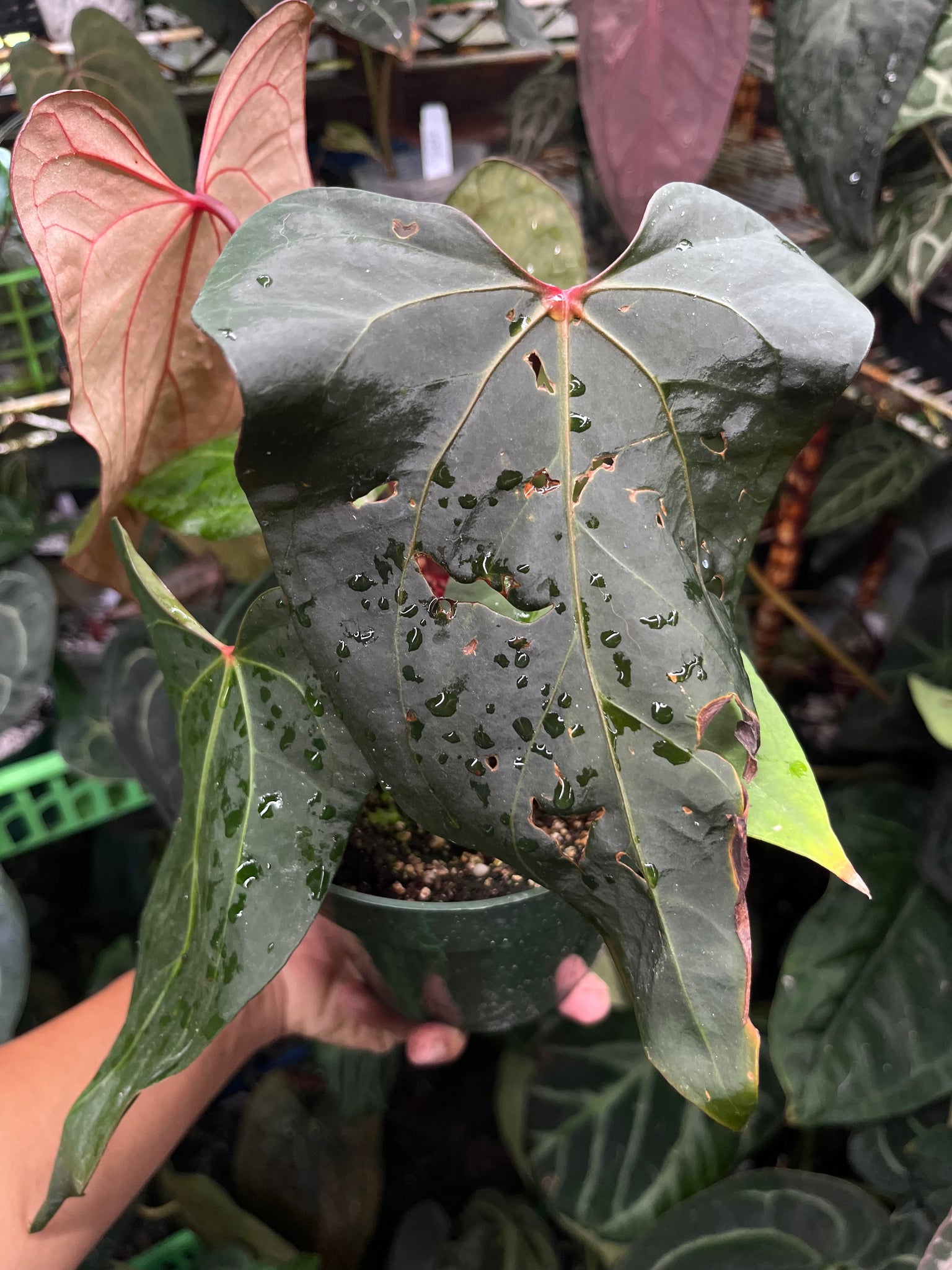 anthurium cardinal Anthurium Justin x Self – TanAsianWithPlants