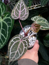 Load image into Gallery viewer, Anthurium Zara x Michelle x Red Crystallinum
