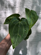 Load image into Gallery viewer, Anthurium Stripey x Ace of Spades (Narrow Form) division
