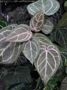 Anthurium Red Crystallinum