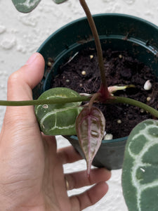 Anthurium Red Crystallinum (Purple Emergent)