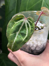 Load image into Gallery viewer, Anthurium Black Widow x Michelle division
