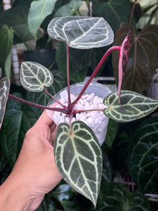 Anthurium Zara x Michelle x Red Crystallinum (Red Emergent)