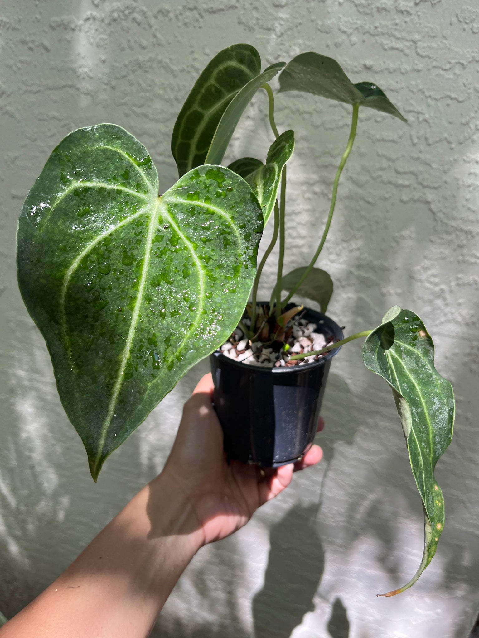 anthurium king clarinervium vs clarinervium Anthurium King of Clarinervium – TanAsianWithPlants
