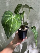 Load image into Gallery viewer, Anthurium King of Clarinervium
