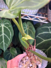 Load image into Gallery viewer, Anthurium Pink Lemonade x Rio Clarense Wild Hybrid division
