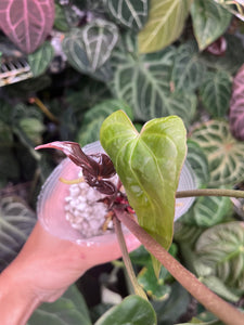 Anthurium Magnificum (Rugulose Form) x Antolakii division