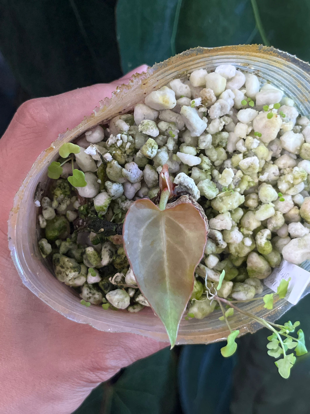 Anthurium Papillilaminum x Magnificum x Stripey division