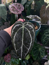 Load image into Gallery viewer, Anthurium Zara x Michelle x Red Crystallinum (Purple Emergent)
