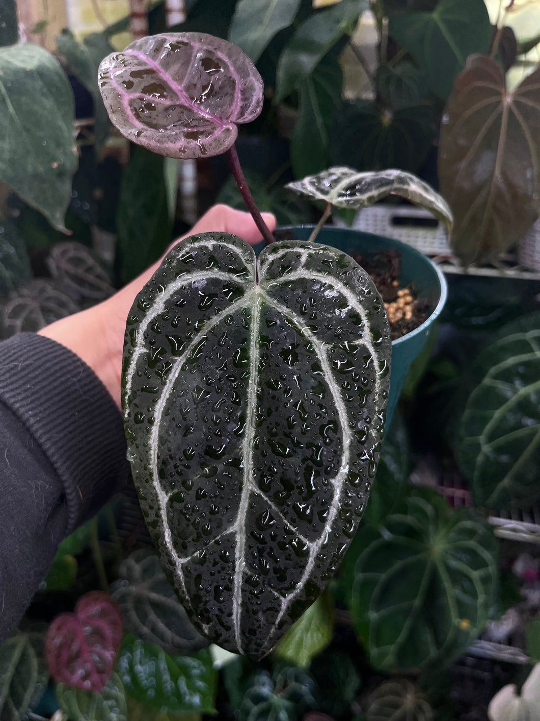 Anthurium Zara x Michelle x Red Crystallinum (Purple Emergent)