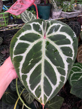 Load image into Gallery viewer, Anthurium Tim Anderson Memoriam (Zara x Michelle x Red Crystallinum)
