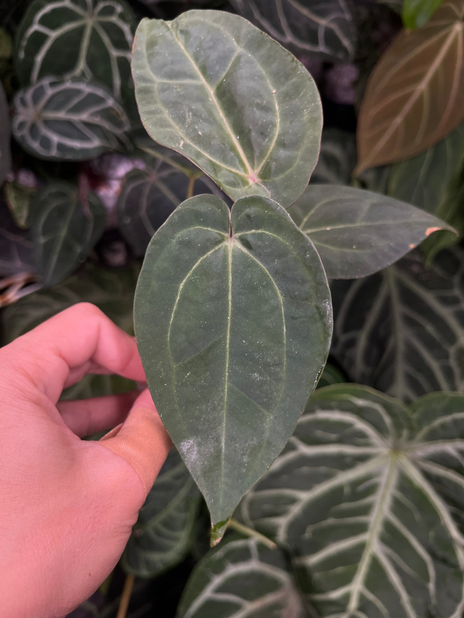 anthurium katten Anthurium Lynette division – TanAsianWithPlants