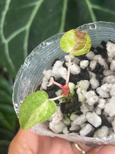 Load image into Gallery viewer, Anthurium (Black Widow x Michelle) x (Black Widow x Michelle)
