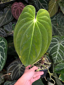 Anthurium Papillilaminum