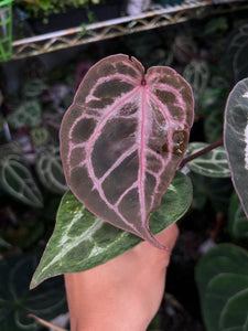Anthurium Tim Anderson Memoriam (Zara x Michelle x Red Crystallinum)