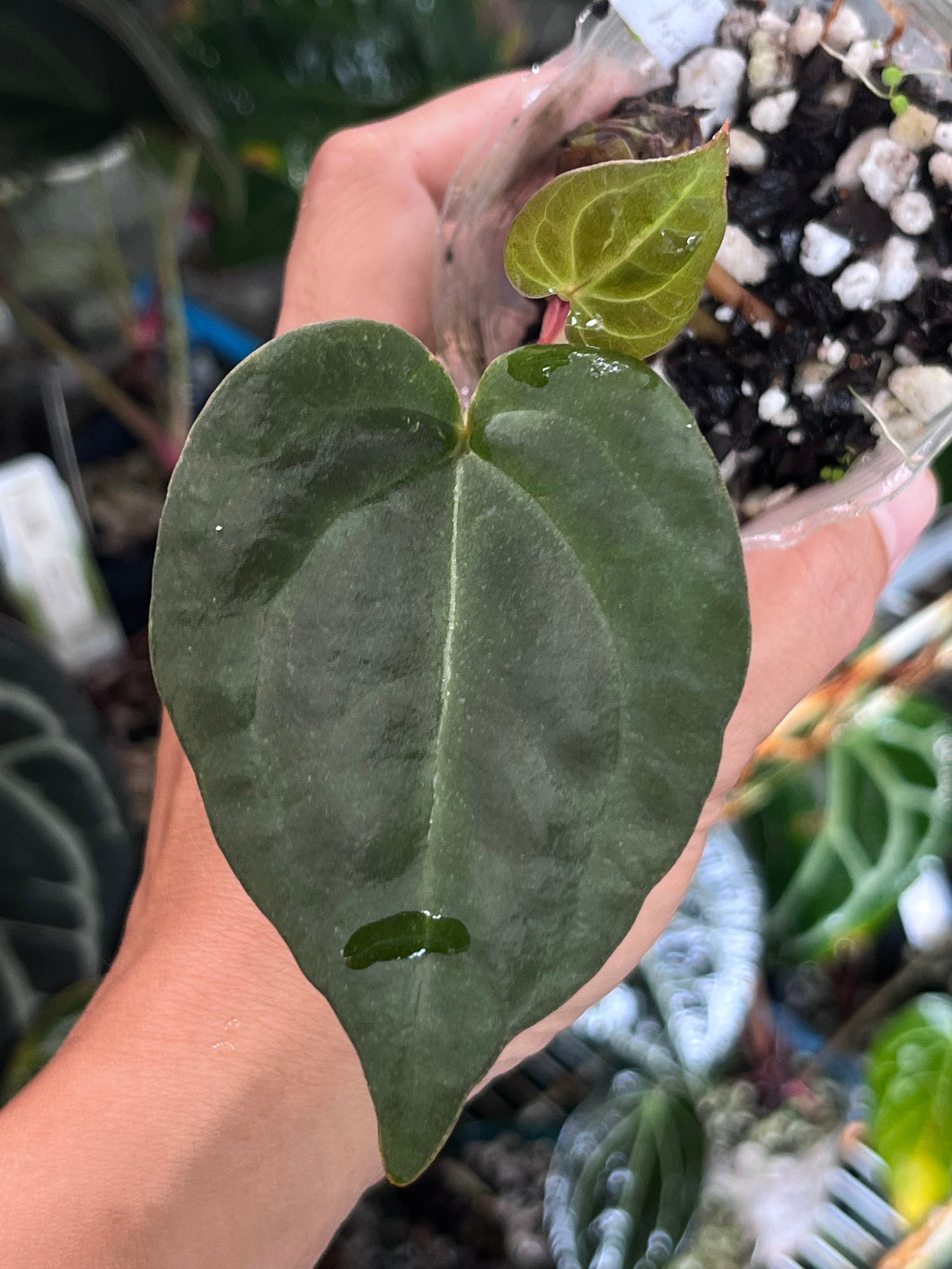 Anthurium Black Widow x Michelle division