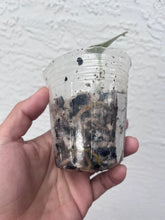 Load image into Gallery viewer, Anthurium Black Widow x Michelle division
