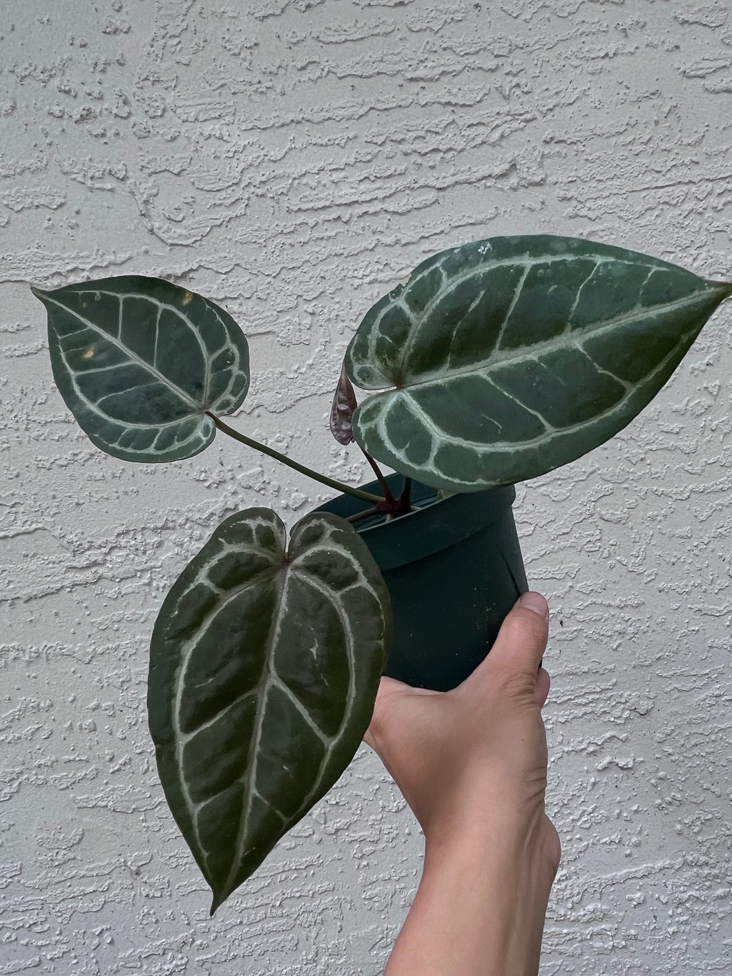 Anthurium Red Crystallinum (Purple Emergent)