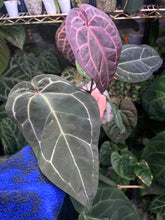 Load image into Gallery viewer, Anthurium Zara x Michelle x Red Crystallinum (Purple)
