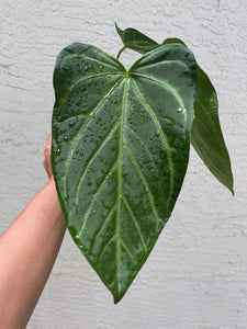 Anthurium Pink Lemonade x Rio Clarense Wild Hybrid division