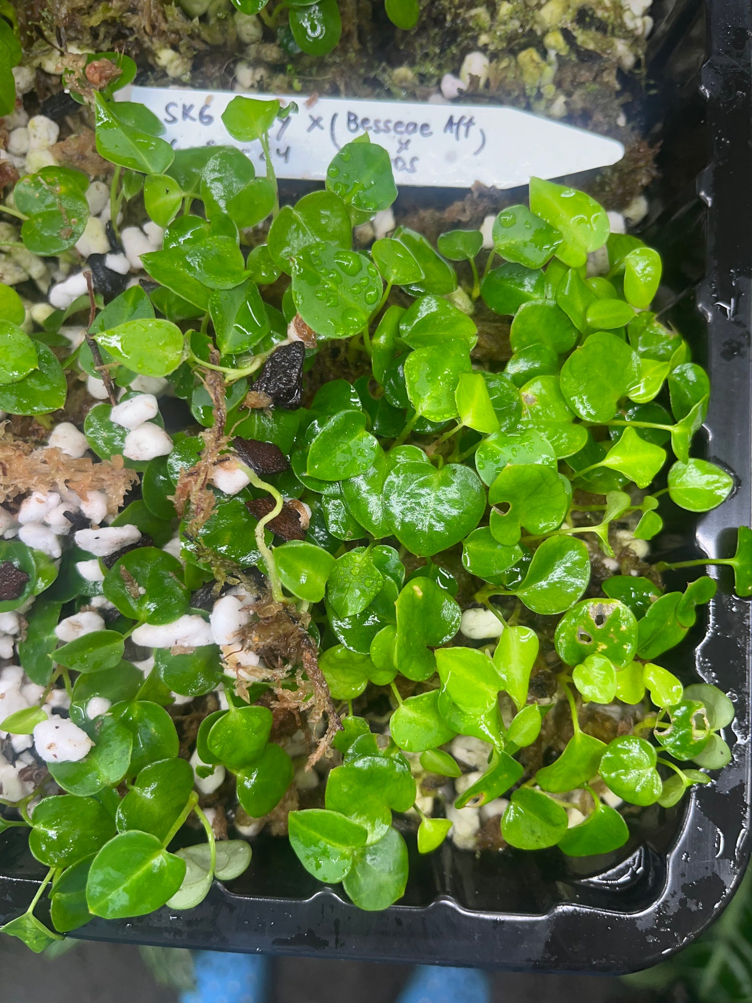 anthurium skg grey Anthurium SKG Grey x Besseae aff x Ace of Spades- 4 seedlings – TanAsianWithPlants