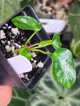 Load image into Gallery viewer, Anthurium Carlablackiae #1 x #16 seedlings (multiple available)
