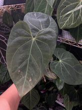 Load image into Gallery viewer, Anthurium Magnificum x Antolakii division
