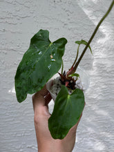 Load image into Gallery viewer, Anthurium Papillilaminum #8 x Soul Reaper division
