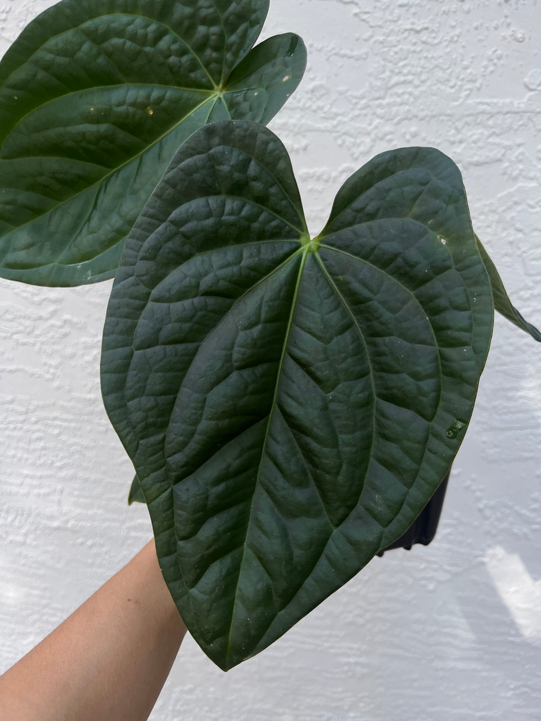 Anthurium Carlablackiae x Luxurians