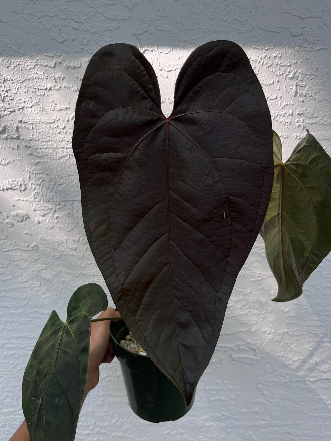 anthurium quechua queen Anthurium Queen of Hearts division – TanAsianWithPlants