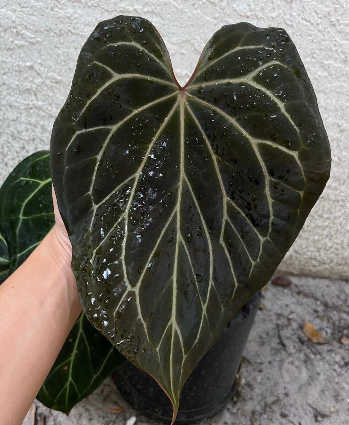 anthurium black widow x michelle Anthurium Black Widow x Michelle division – TanAsianWithPlants