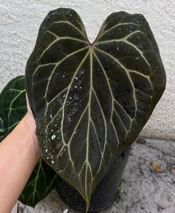 Anthurium Black Widow x Michelle division – TanAsianWithPlants