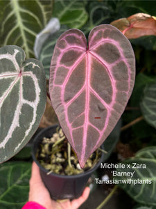 Anthurium Zara division (2 available)