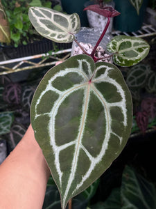 Anthurium Tim Anderson Memoriam (Zara x Michelle x Red Crystallinum)