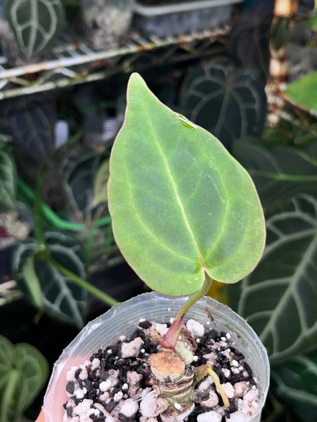 Anthurium Black Widow x Michelle division
