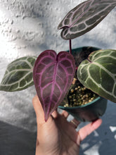 Load image into Gallery viewer, Anthurium Zara x Michelle x Red Crystallinum
