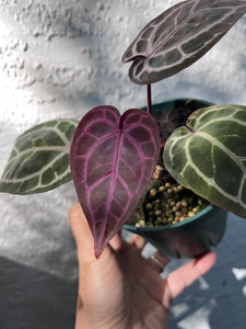 Anthurium Zara x Michelle x Red Crystallinum