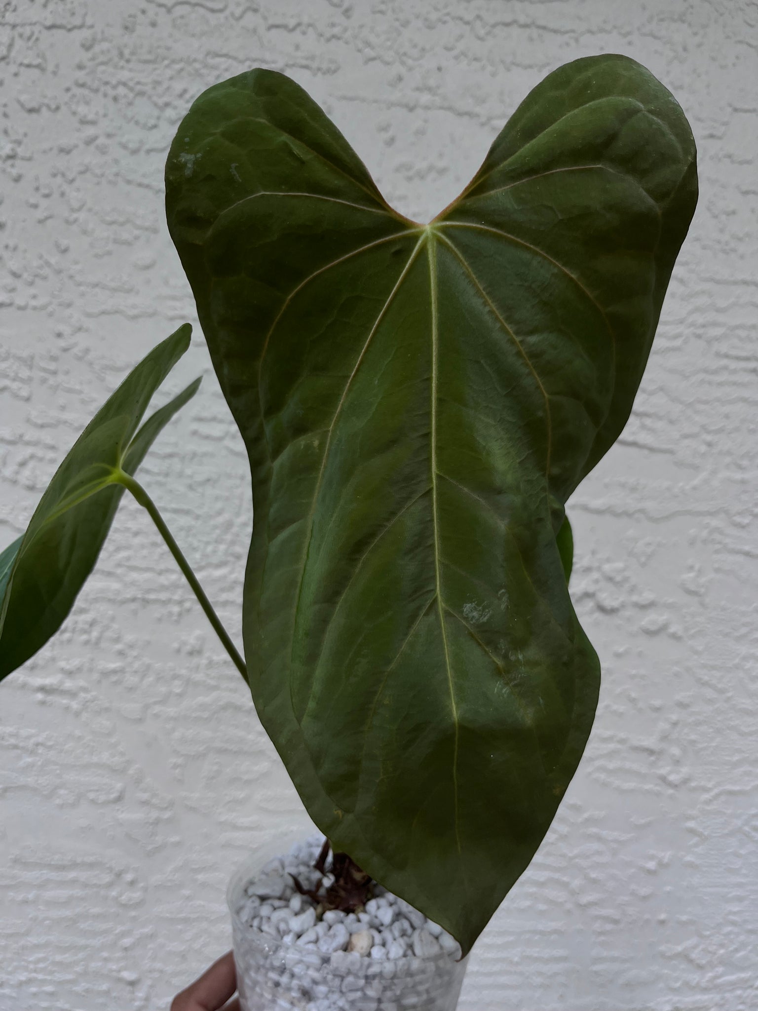 anthurium dressleri x papillilaminum Anthurium Dressleri x Magnificum x Fort Sherman (Papillilaminum) – TanAsianWithPlants