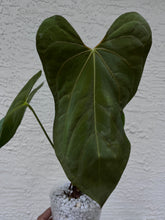 Load image into Gallery viewer, Anthurium Dressleri x Magnificum x Fort Sherman (Papillilaminum)
